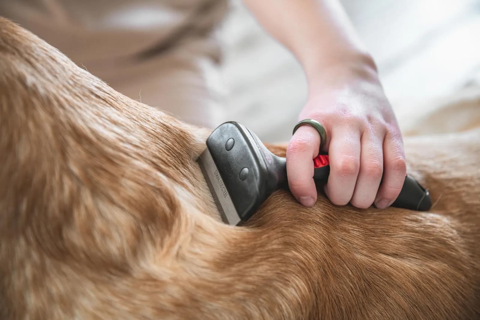 Close-up of a brush moving through a dog's coat