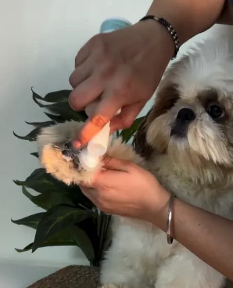 A Shih Tzu having its paw gently cleaned with a paw cleaner