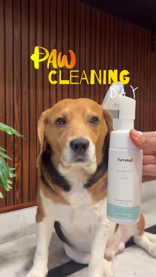 Paw cleaning day