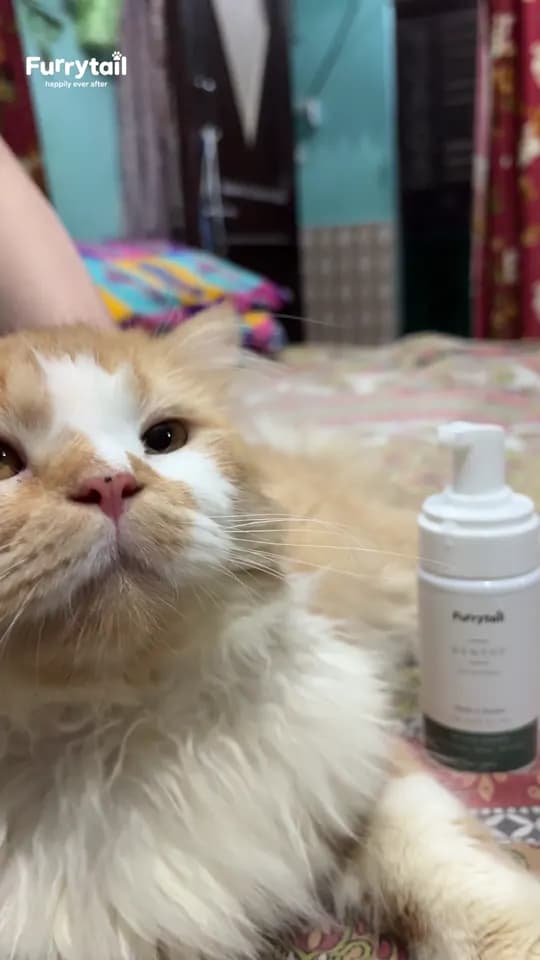 A fresh coat, no bath needed