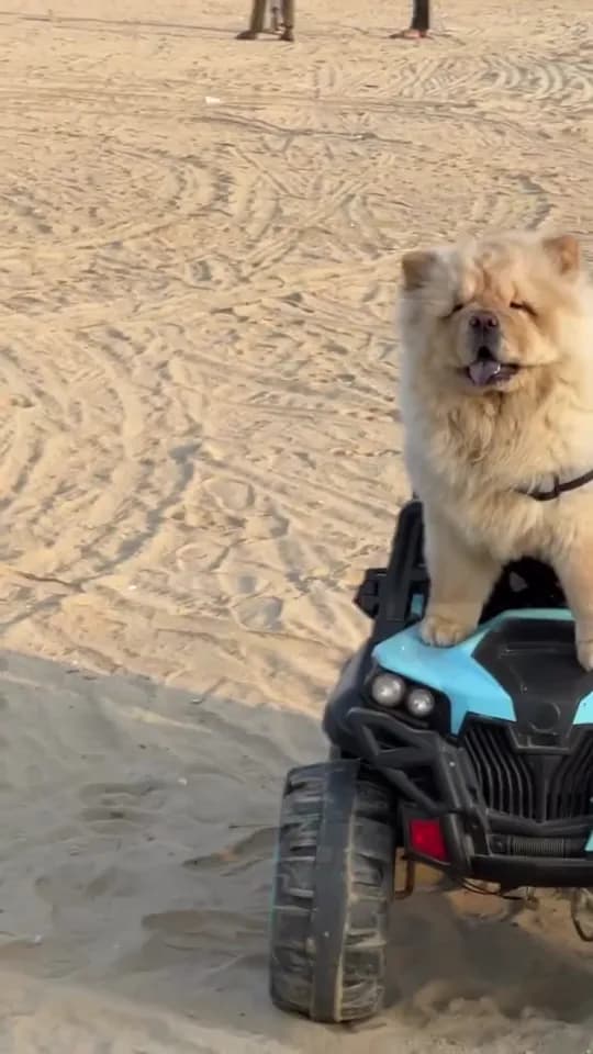 Fluffy, fresh and ready to ride