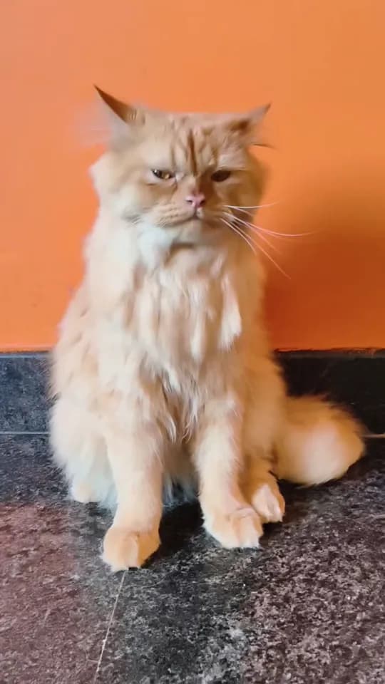 Bath day, cat approved