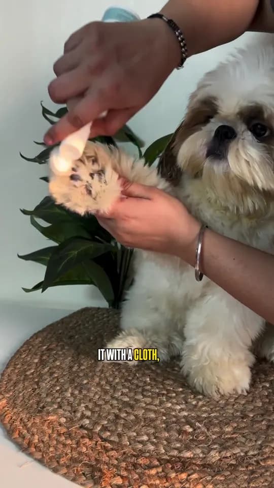 Clean paws after every walk